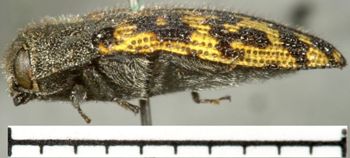 Media type: image;   Entomology 8031 Aspect: habitus lateral view